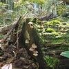 forestfairy12